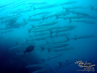 Black fin barracuda 1