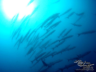 Black fin barracuda 2 Graet Barrier Reef