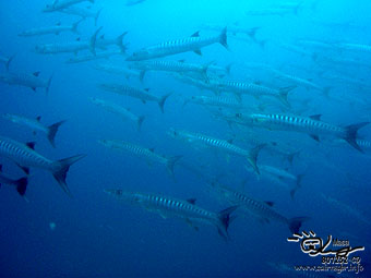 Black fin barracuda 3 Graet Barrier Reef