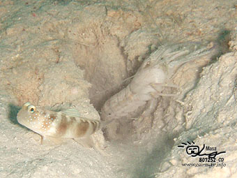 A Barred Shrimp goby and shrimps