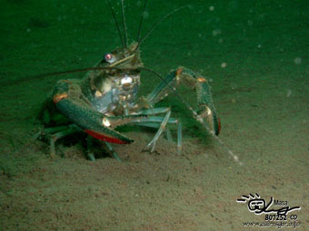 fresh water diving