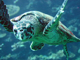 PADI open water diver course !
