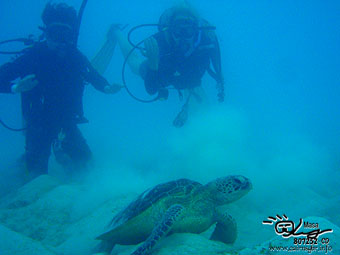 Congratulations! PADI Open water divers!