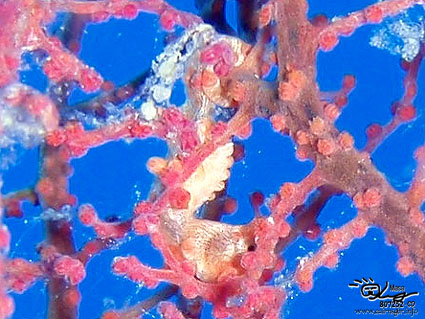 Pygmy seahorse