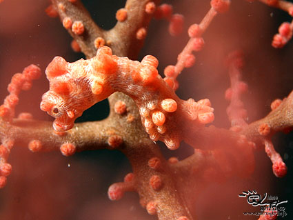 Pygmy seahorse