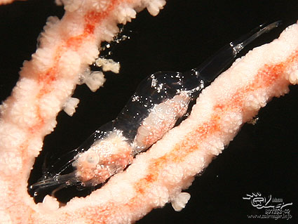 Shrimp