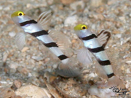 Yellownose prawn-goby