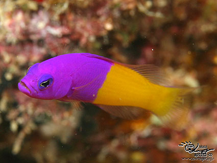 Royal Dottyback