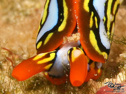 Nudibranch