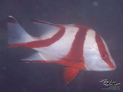 Emperor red snapper/Lutjanus seb/センネンダイ