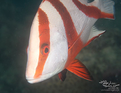 Emperor red snapper/Lutjanus seb/センネンダイ