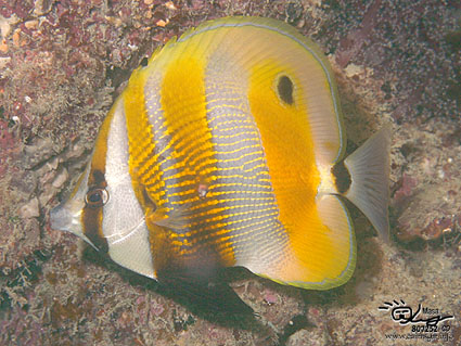Orange-banded coralfish/Coradion chrysozonus/キスジゲンロクダイ