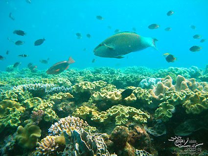 Coral of Great Barrier Reef