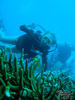 Diving at Great Barrier Reef.