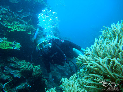 Diving at Great Barrier Reef.