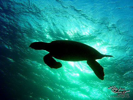 Hawksbill Turtle
