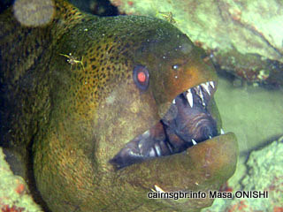 ドクウツボ. 学名, Gymnothorax melanospilus. 英名, Giant Moray