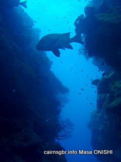 Great Barrier Reef Swim Through