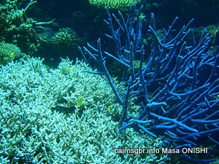 Coral of Great Barrier Reer