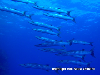 GBR blackfin barracuda