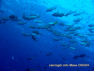 GBR bigeye trevally