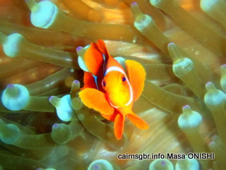 GBR crown anemonefish