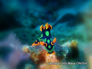GBR dusky nembrotha