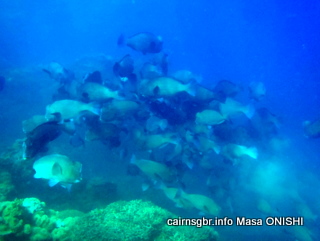 GBR bumphead parrotfish