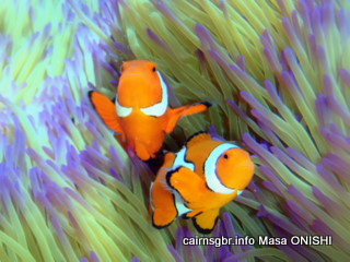 GBR crown anemonefish