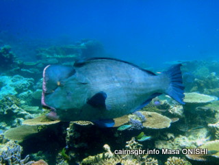 GBR bumphead parrotfish