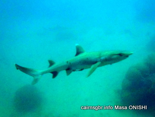 GBR whitetip reef shark