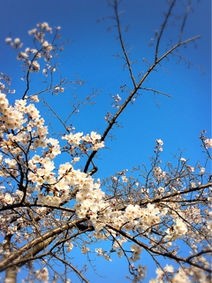 iPhoneImage.png