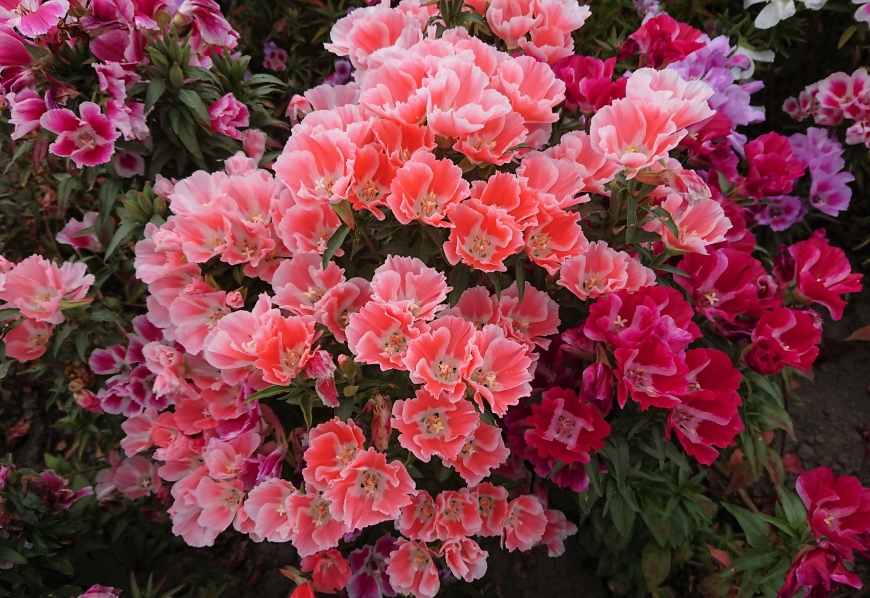 ゴデチアの花畑 鈴木英美のブログへようこそ