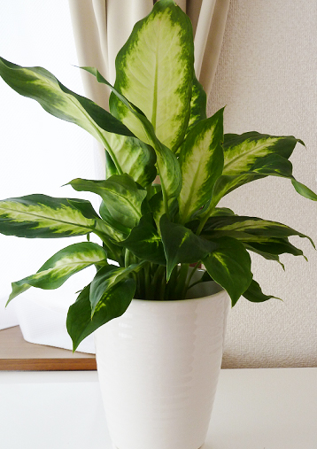 観葉植物ディフェンバキアの毒