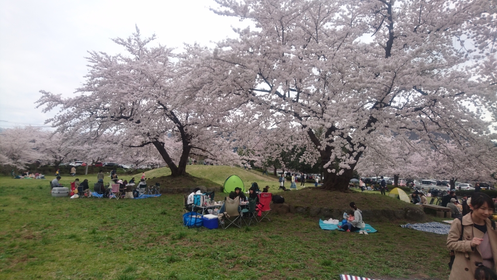 桜
