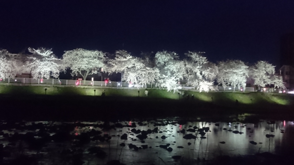 桜1