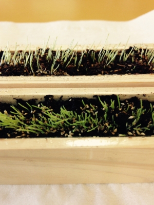 plants