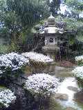 庭の雪