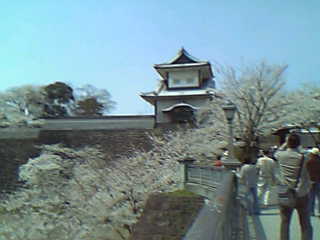 石川門と桜1
