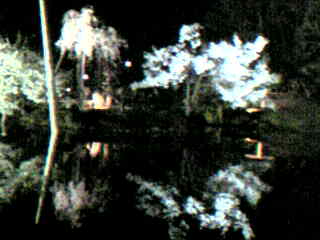 兼六園の夜桜