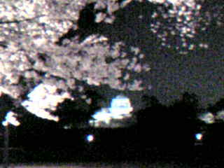 夜桜と菱櫓