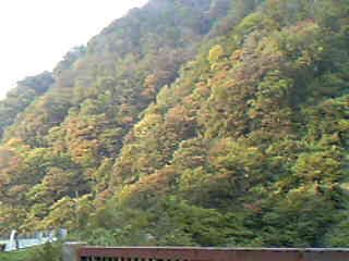 紅葉