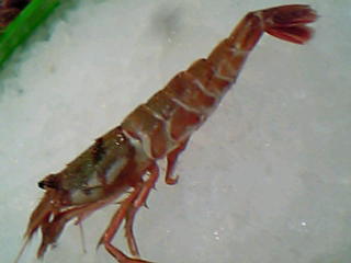 ガスエビ2
