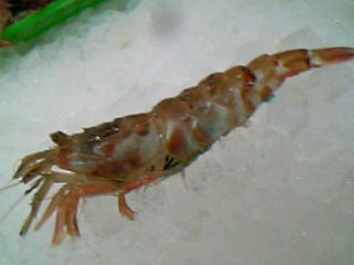 白トラエビ