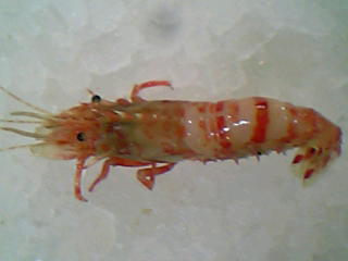 ガタエビ