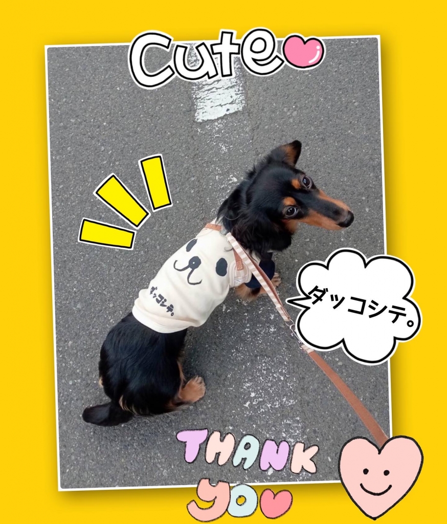 アウトレット 美品 ちんたんちゃん♡︎ʾʾ - 通販 - anubanssk.ac.th