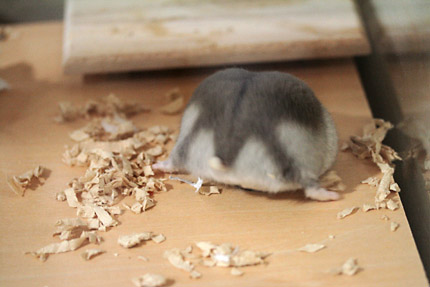 掘りモモ3