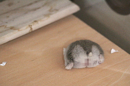 久々に穴キュポ
