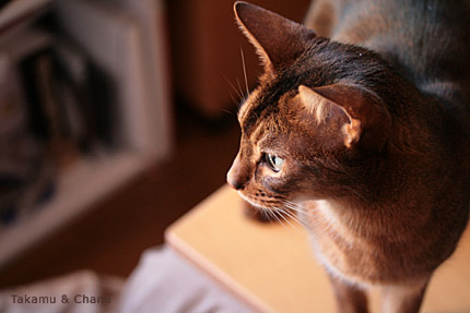 逆光のお猫様