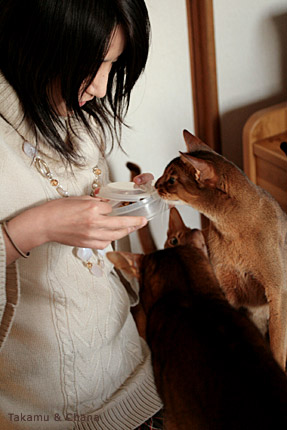 お猫様ハーレムで困惑するちゃな